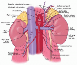 Endocrine Disorders | Thyroid, Parathyroid, & Adrenal Surgery